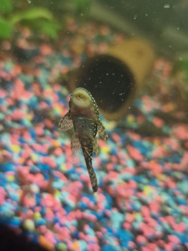 Shrimp, plecos, corydoras , tropical fish 