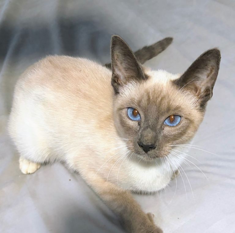 Siamese kittens
