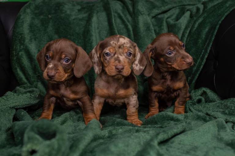 Beautiful Dapple Dachshund Puppies – Ready for Loving Homes