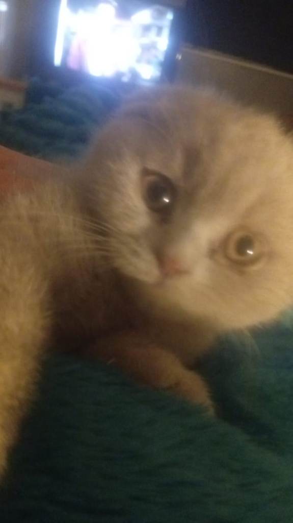 British short hair kitten