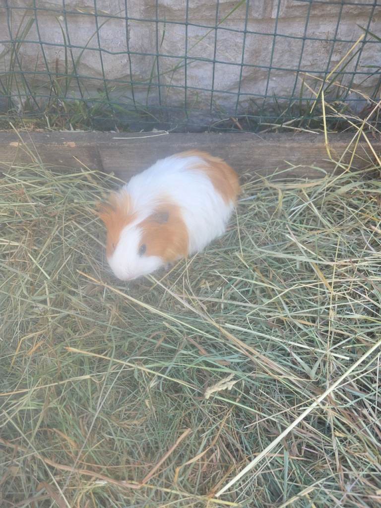 Guinea pigs 
