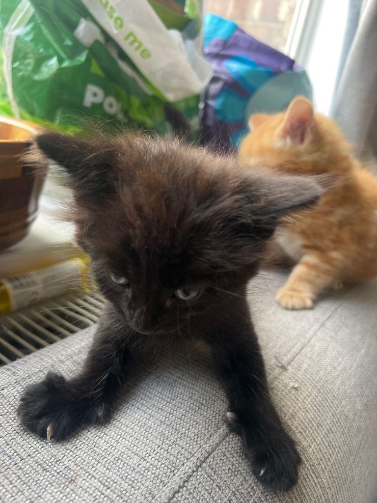 Siberian cross girl Kitten 