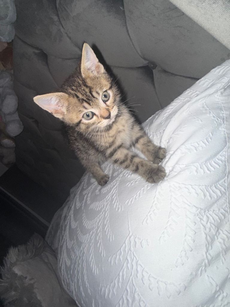 Kittens for sale Dudley 