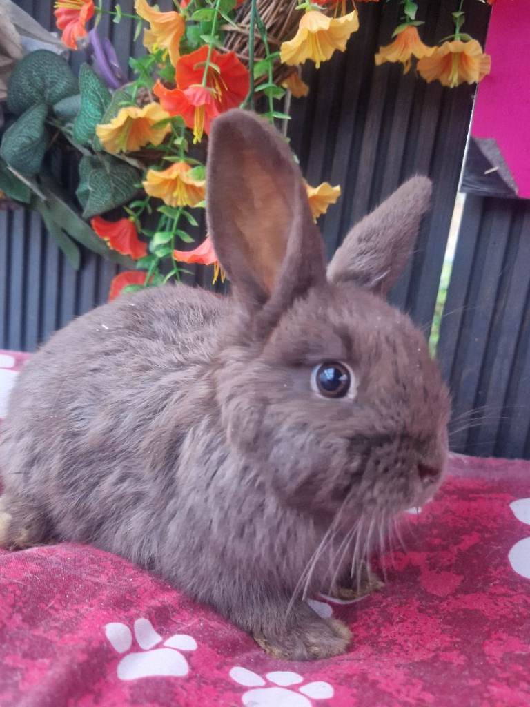 One choc coloured bunny ready now