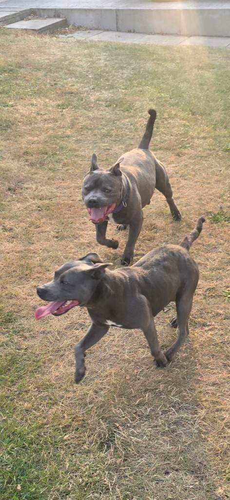Blue and White Staffy Pups