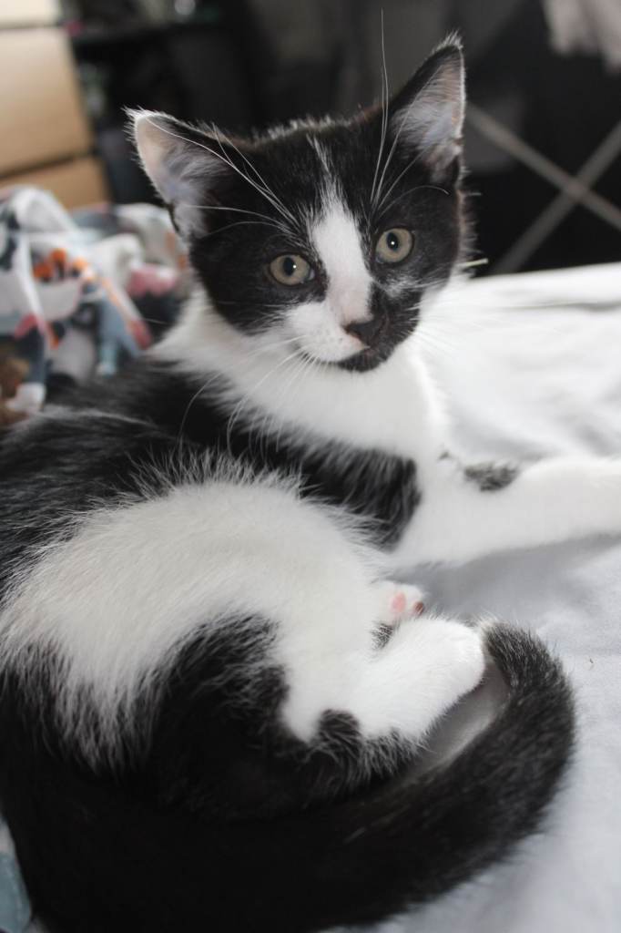 Energetic & Lovely Kittens