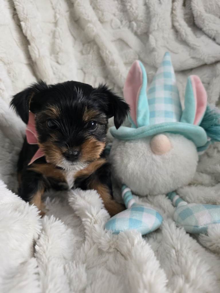 Yorkshire terriers mini puppies