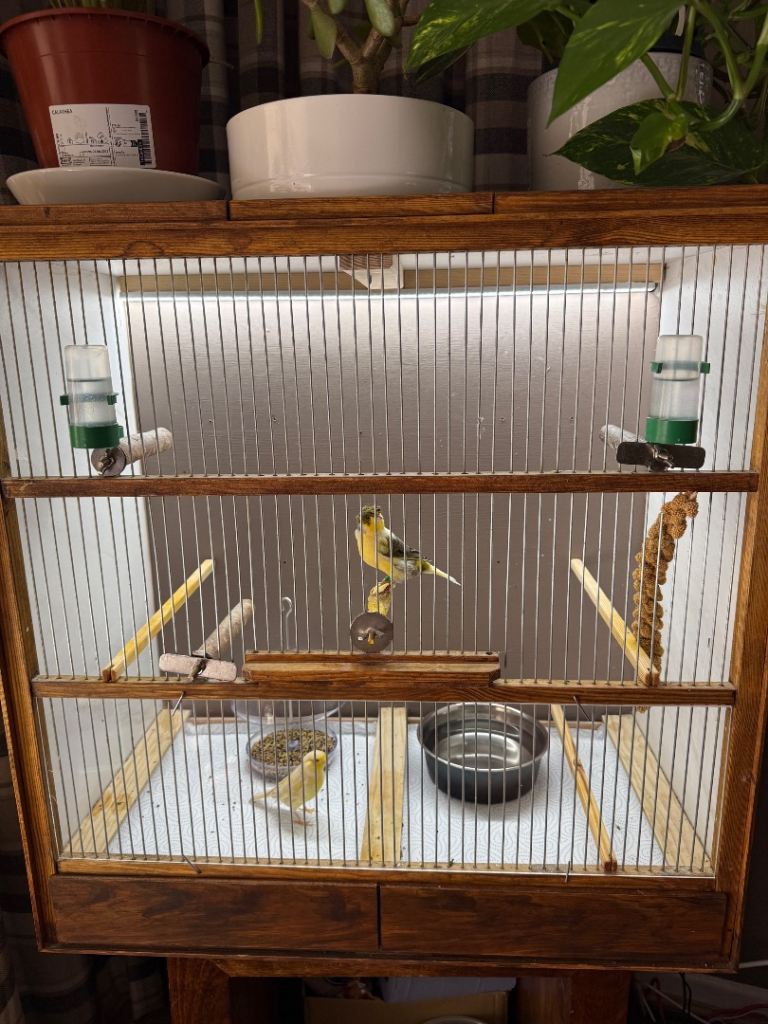2 x canaries with cage 