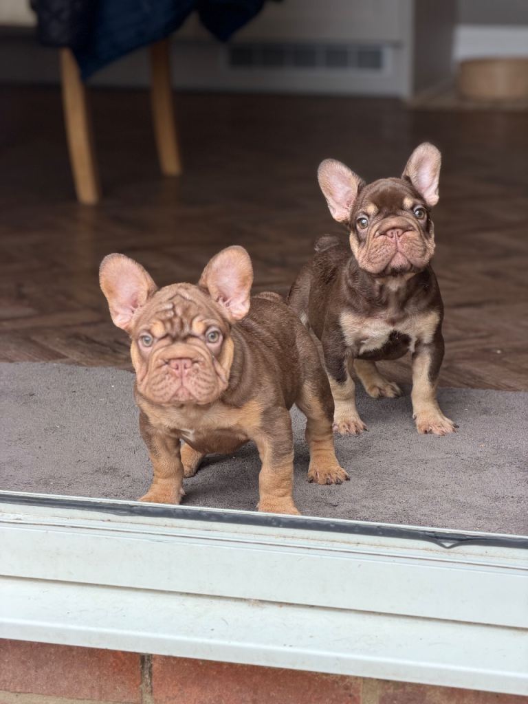 French bulldog 