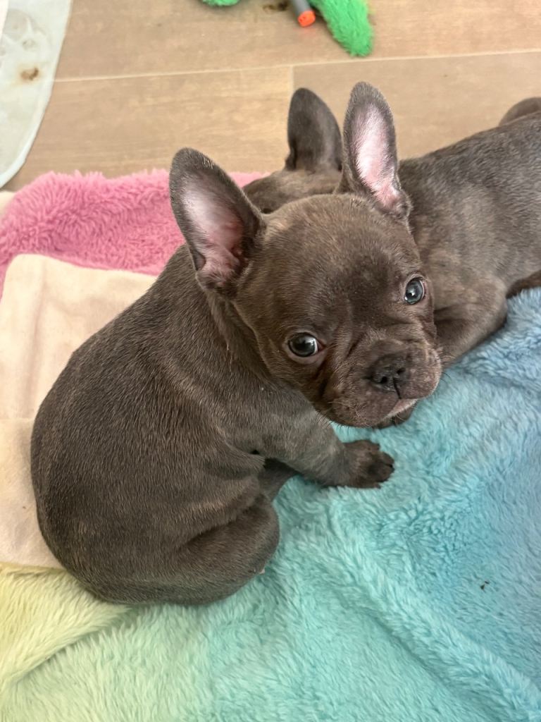 French bulldog puppies