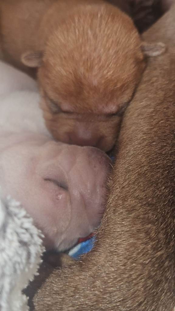 Beautiful litter shar pei pups 
