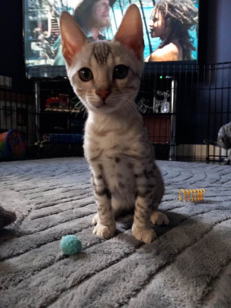 1 Beautiful Bengal Kitten Left