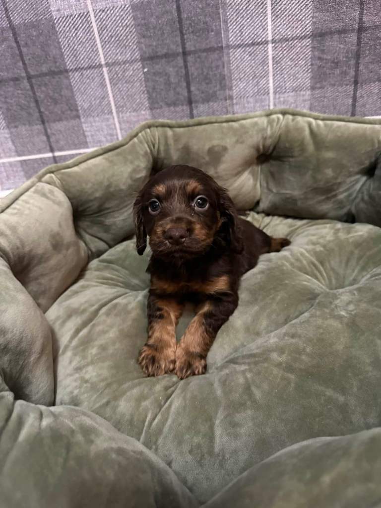 Cocker spaniel pups 