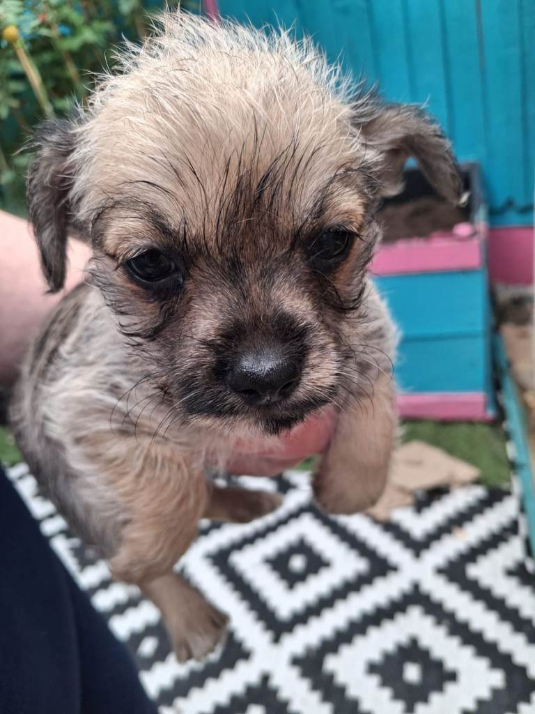 7 shiz-tzu X chihuahua pups