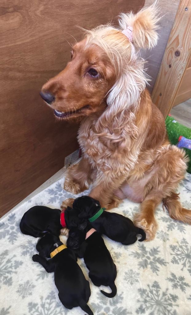 SHOW COCKER SPANIEL PUPPIES  