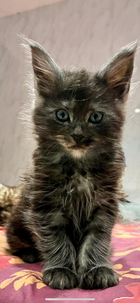 Little Maincoon fluffballs 