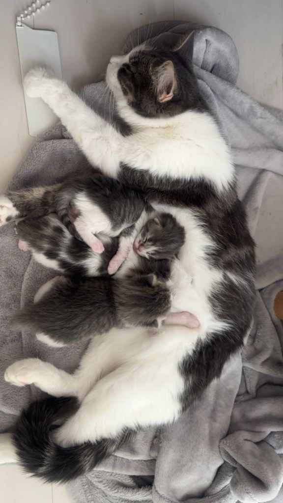 adorable kittens