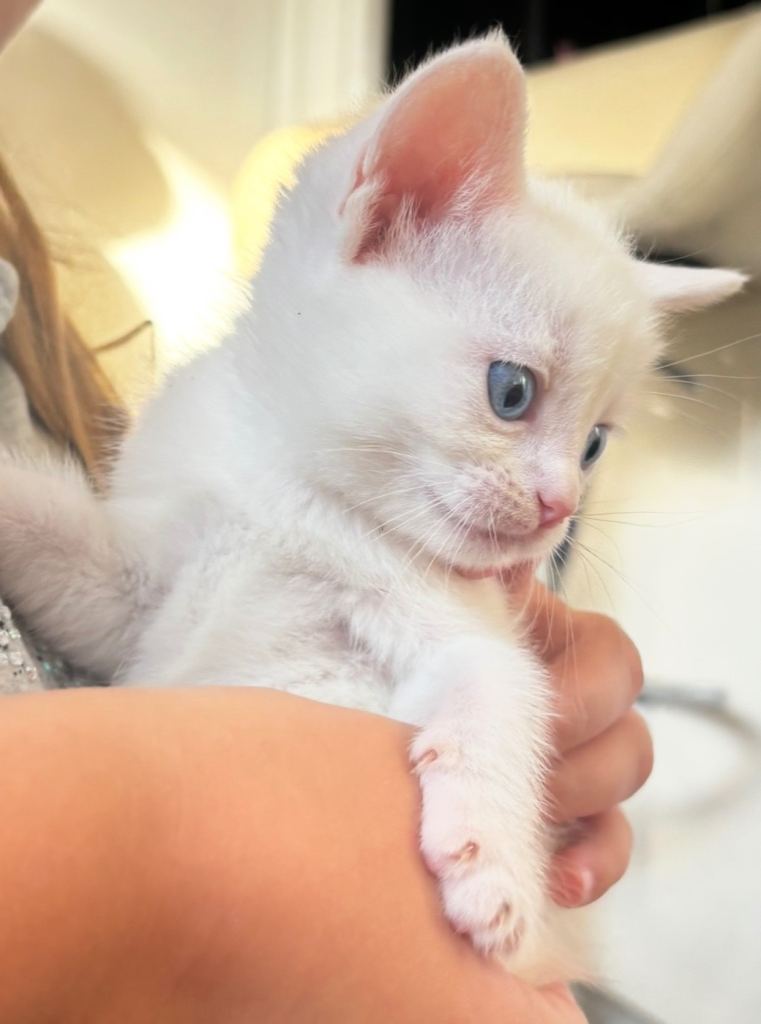 Beautiful white kittens looking for homes