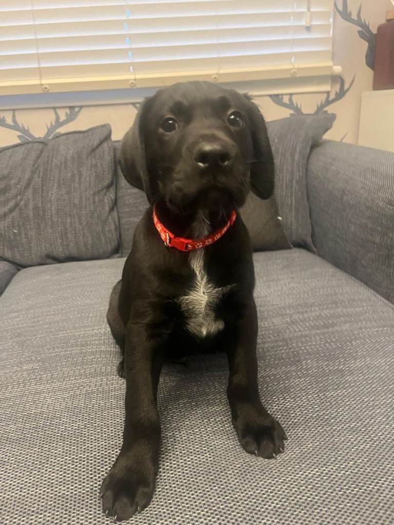   5 German wirehaired pointer X LAB PUPPIES