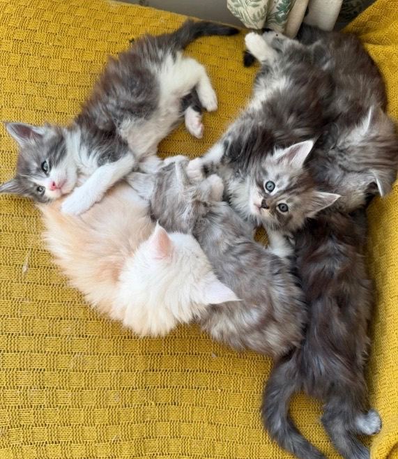 Beautiful Maine Coon boys 