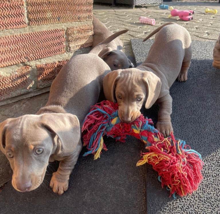 MINIATURE DACHSHUNDS KC REGISTERED