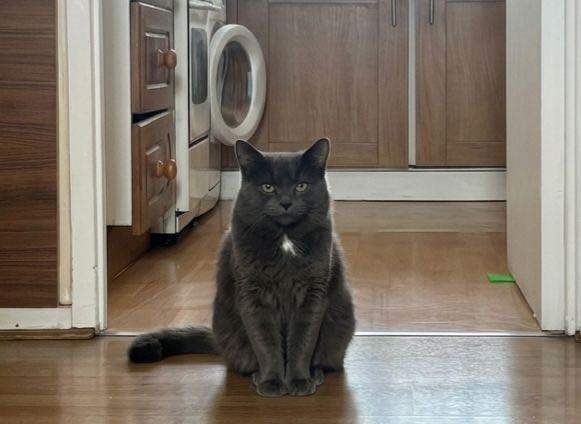 Price Negotiable- Needs to be collected Asap, Stunning short-Haired Cat – needs the best home