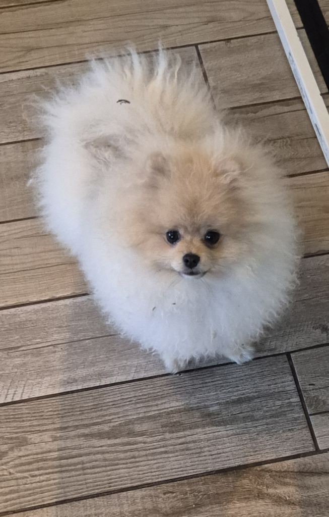 6 month old male pomeranian puppy
