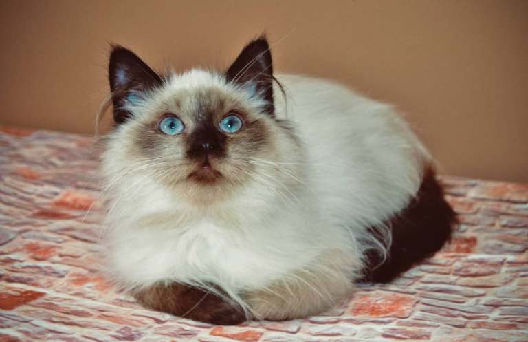 Seal Point Siberian Male 