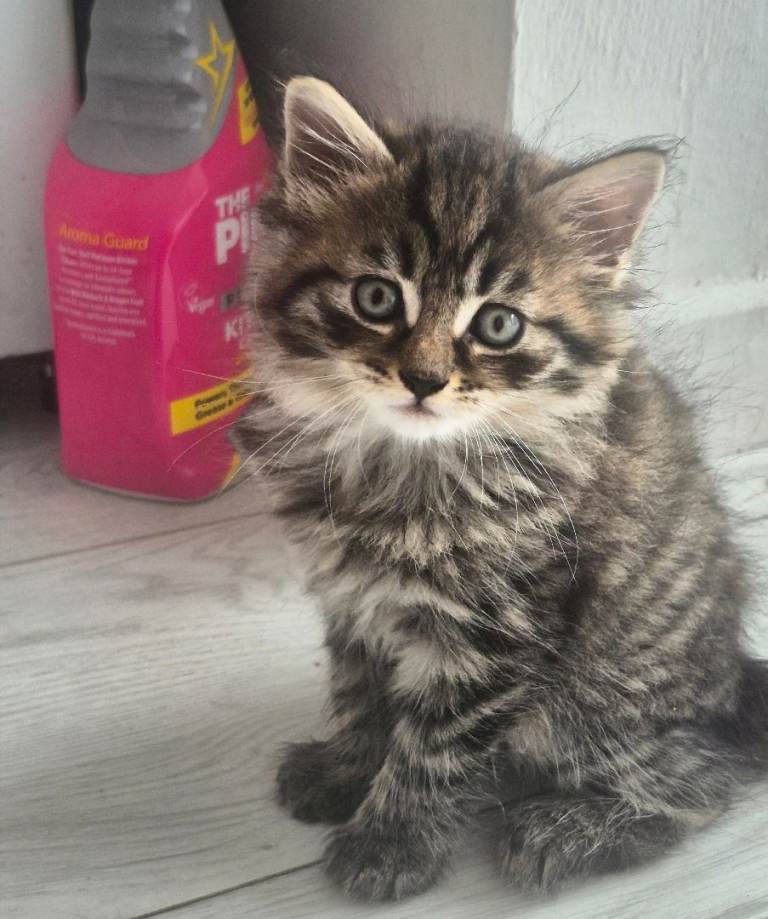 Beautiful little x british long hair kittens