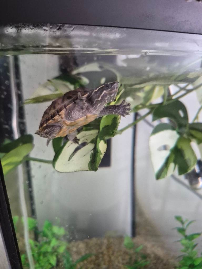 2 baby musk turtles and tank heater filter airstone