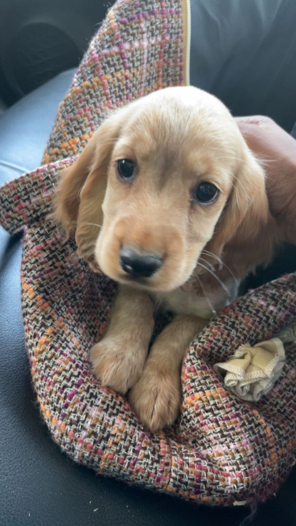 Cockapoo puppy