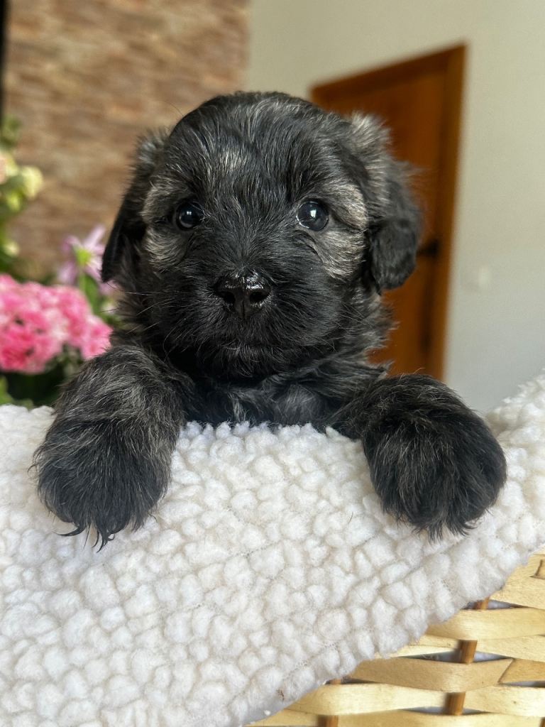 Gorgeous Brindle Schnoodle puppies
