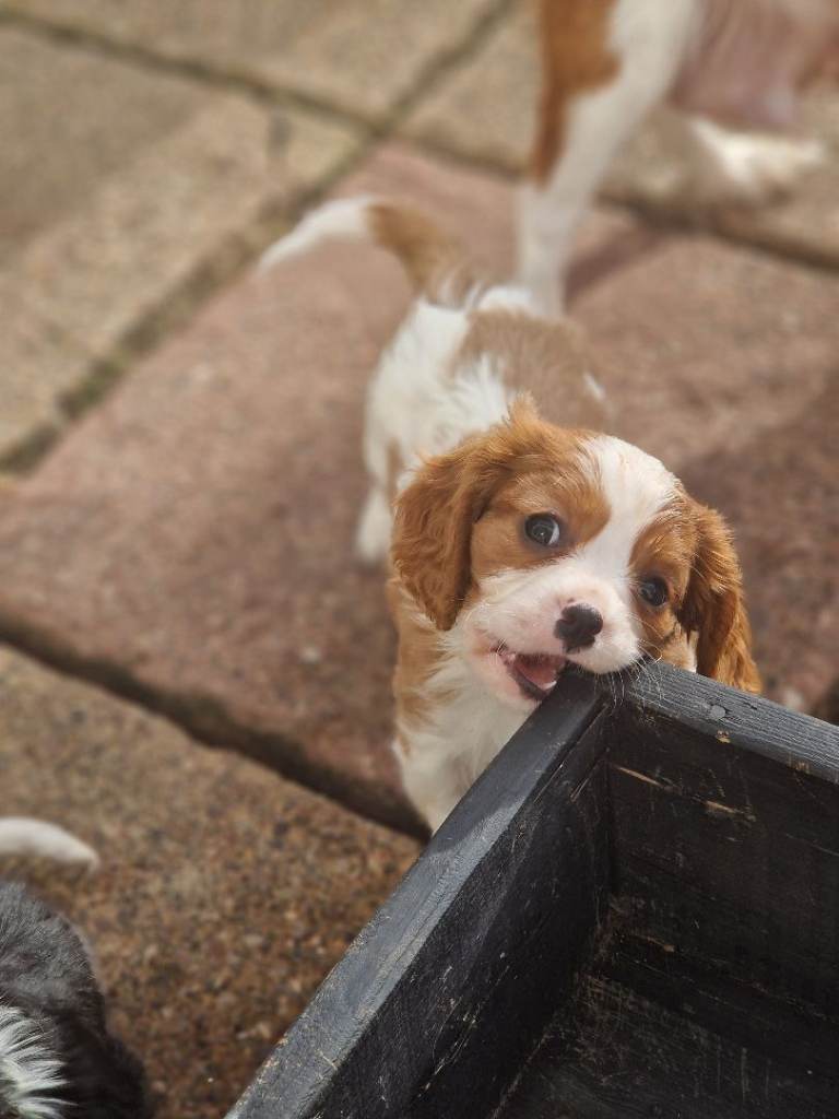 Cavalier king charlies!