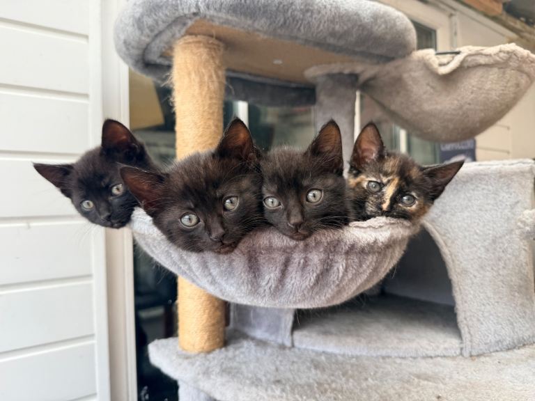 ADORABLE KITTENS