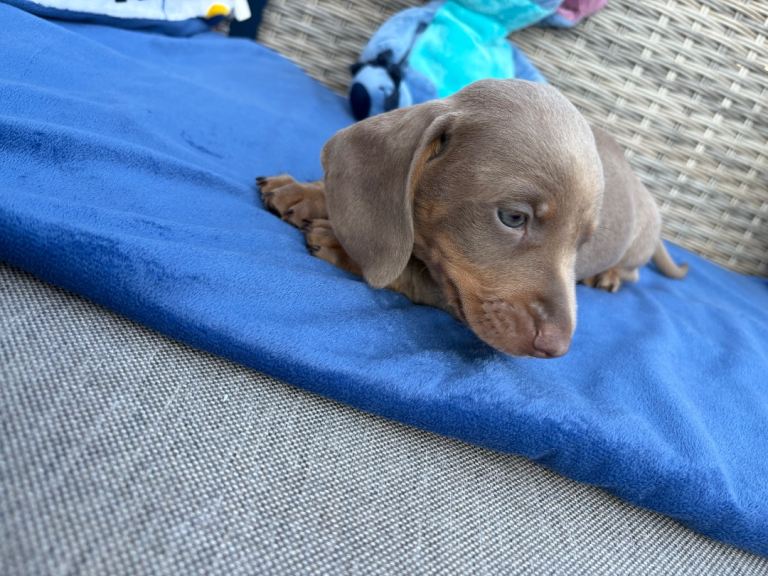 Miniature dachshund puppies 