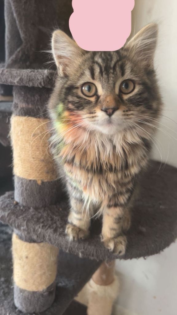 Mixed Breed British Short hair and Tabby 