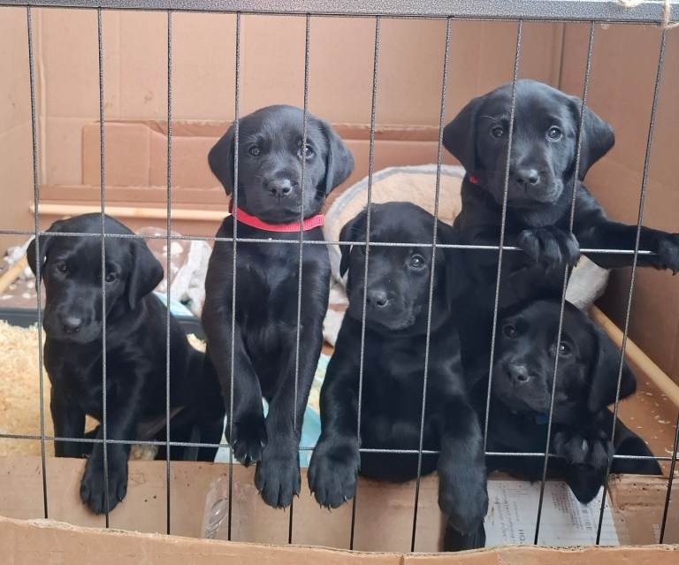 Stunning Black Labrador puppies 