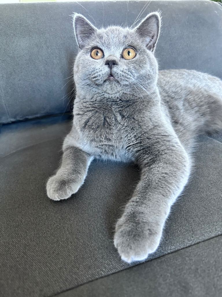 Pedigree British Shorthair Kittens (READY)