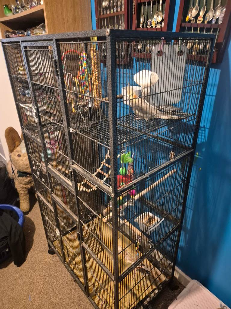 Two cockatiels for sale with cage 