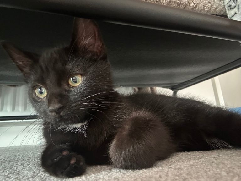 Norwegian forest/tabby kitten 