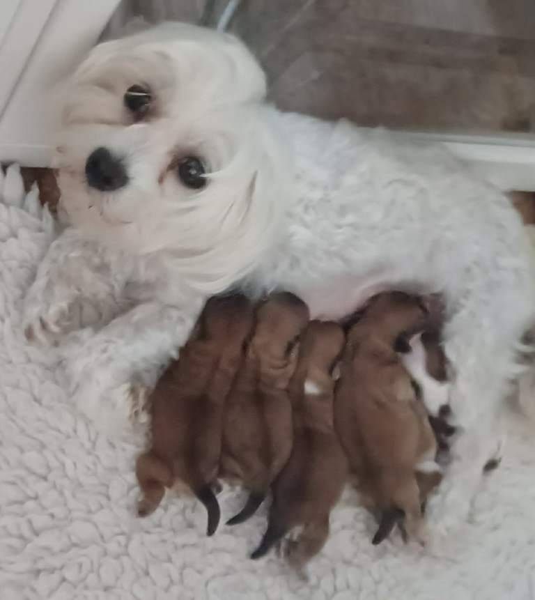 Maltese terrier cross Yorkshire terrier 