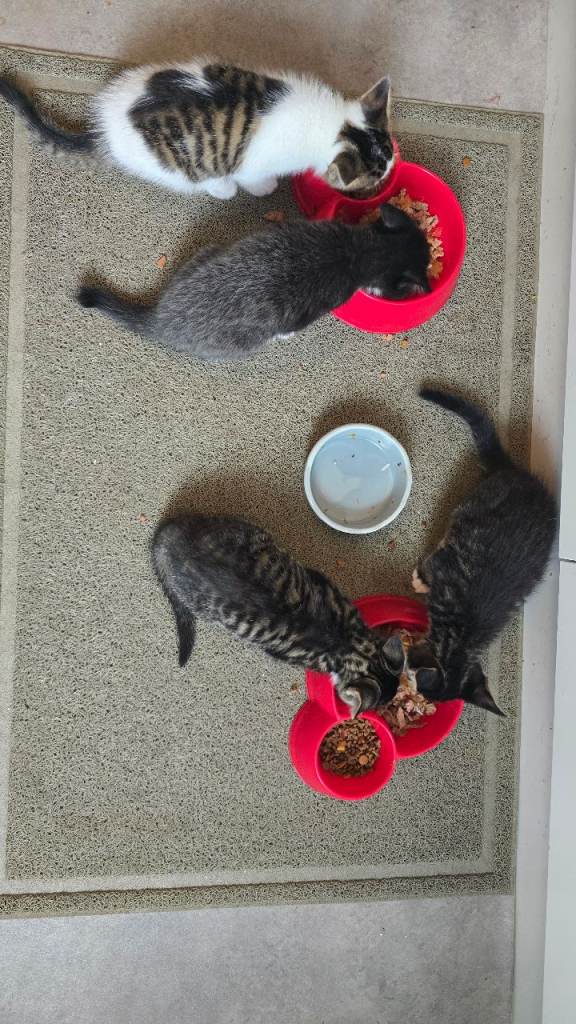 Cute kittens for sale