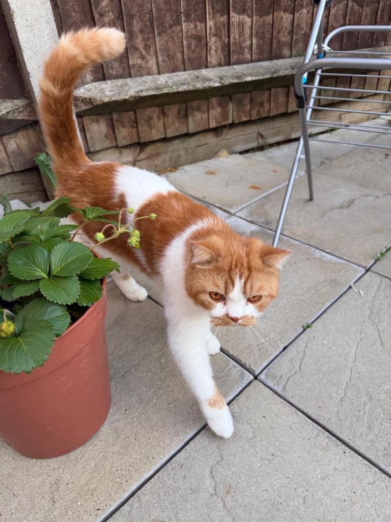 Stunning Ginger & White Bicolor Boy (3 Yrs) – Looking for a Loving 5★ Home