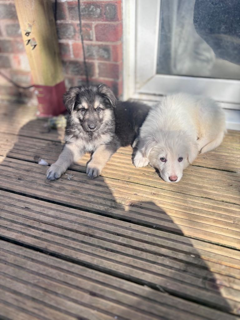 German shepherd puppy’s * 4 left and AVAILABLE now 