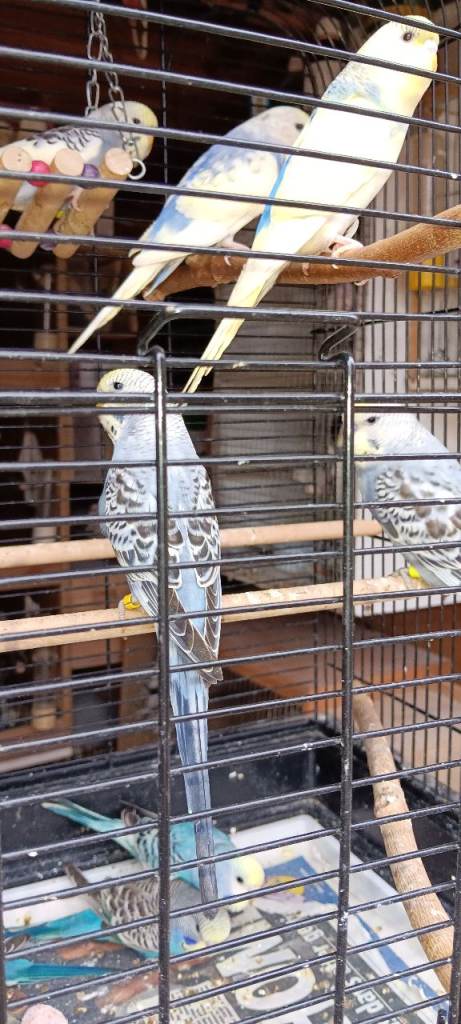 Babies budgies 