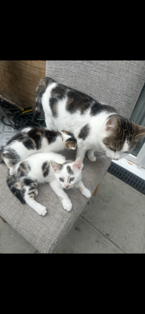  Need gone ASAP,2 beautiful kittens for sale £50 each
