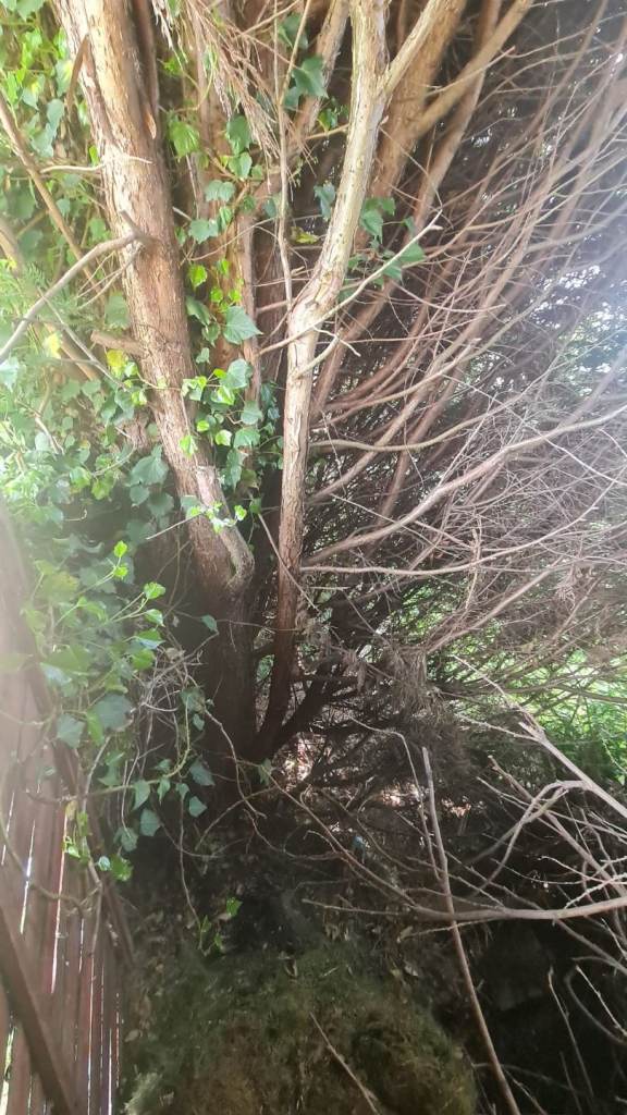Tree surgeon, hedge treem, grass, garden work 