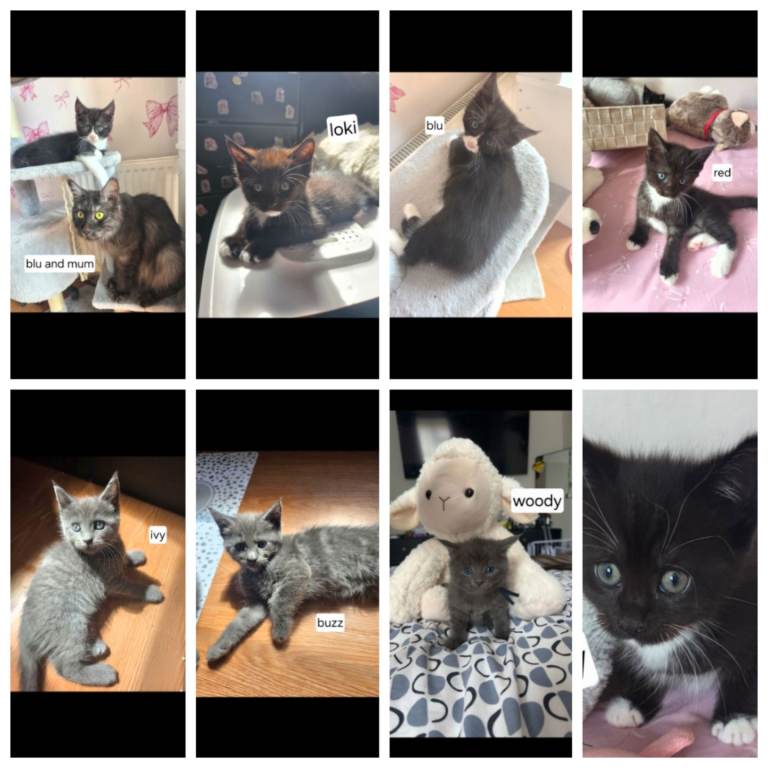 7 half mainecoon kittens