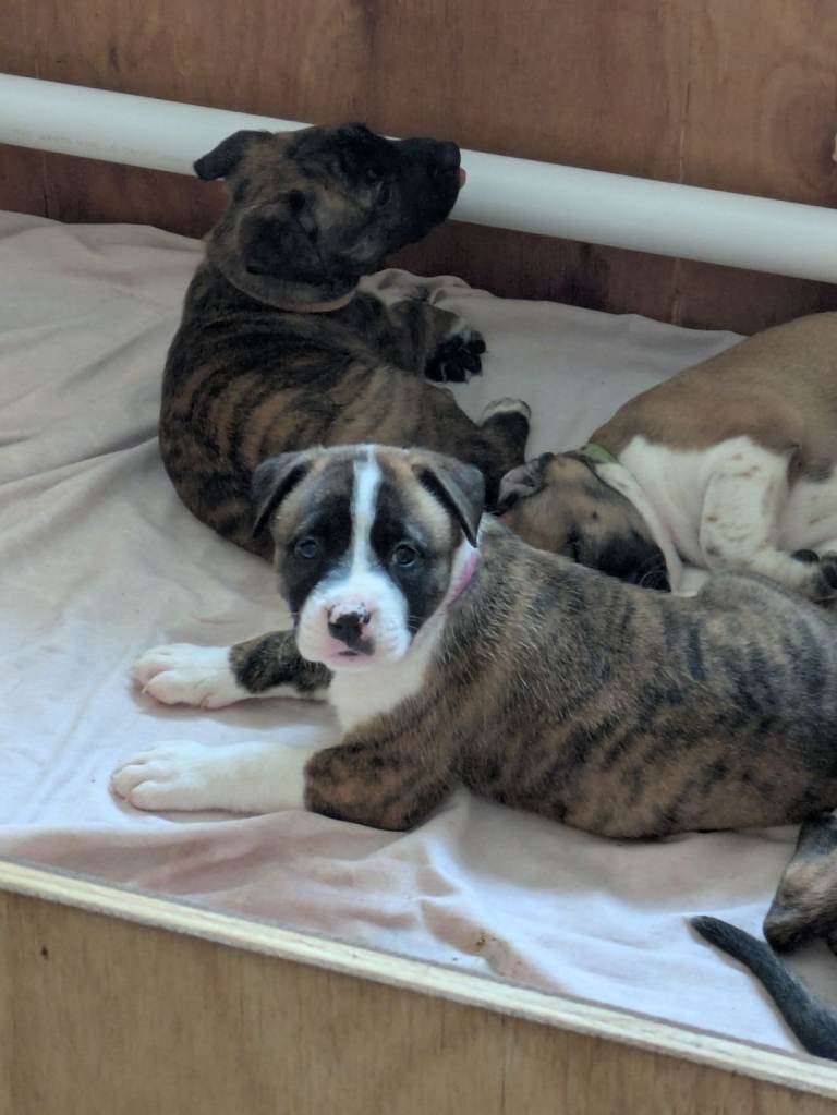 American bulldog x Belgian Malinois pups 