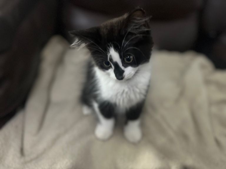 Playful black and white kitten